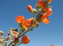 tough and pretty Globe Mallow wildflower