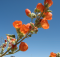 tough and pretty Globe Mallow wildflower