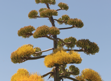 agave in bloom